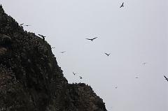 1221-Isole Ballestas,19 luglio 2013